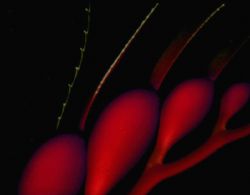Kelp Fantasy:  Catalina Island;  Housed Nikon F, 55mm Aut... by Rick Tegeler 
